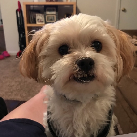 Meet your Posher, Dee - Picture 1 of 1